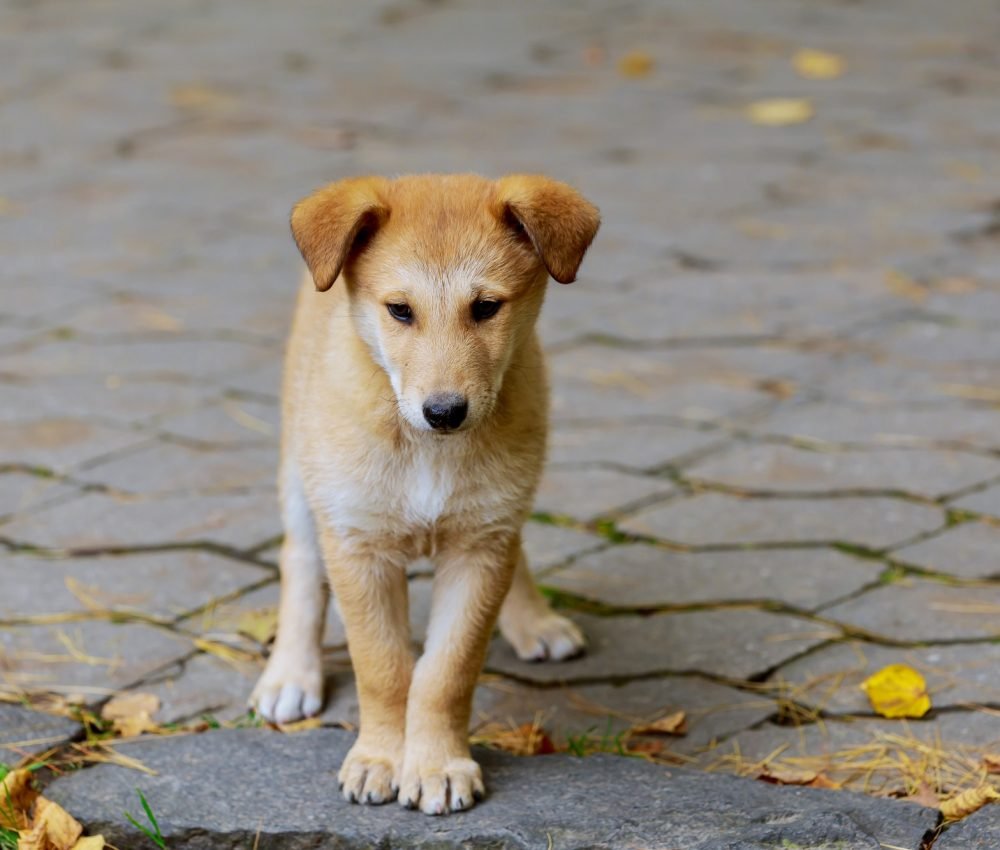 an-abandoned-homeless-stray-dog-is-standing-in-the-street-little-sad-abandoned-dog-on-local-road-.jpg